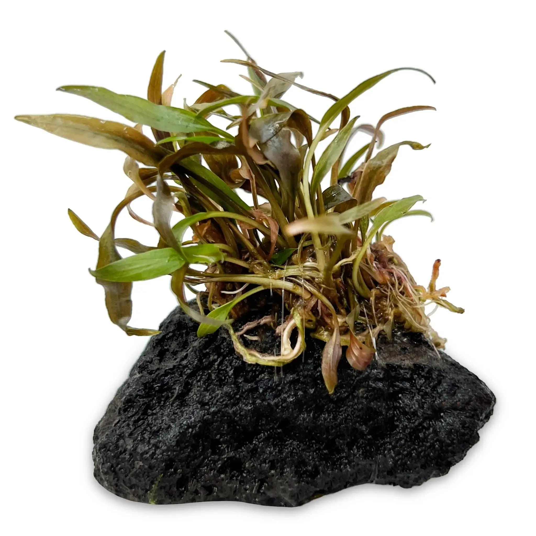 Cryptocoryne on Lava Rock - Mini Mixed