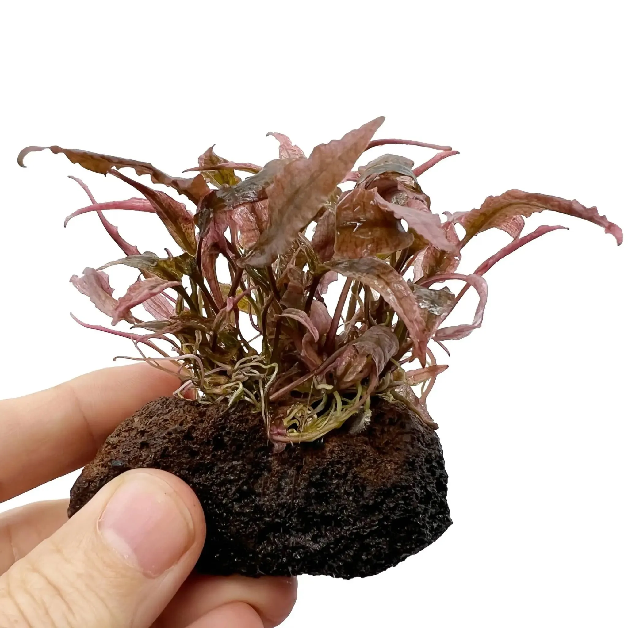 Cryptocoryne on Lava Rock - Mini Mixed