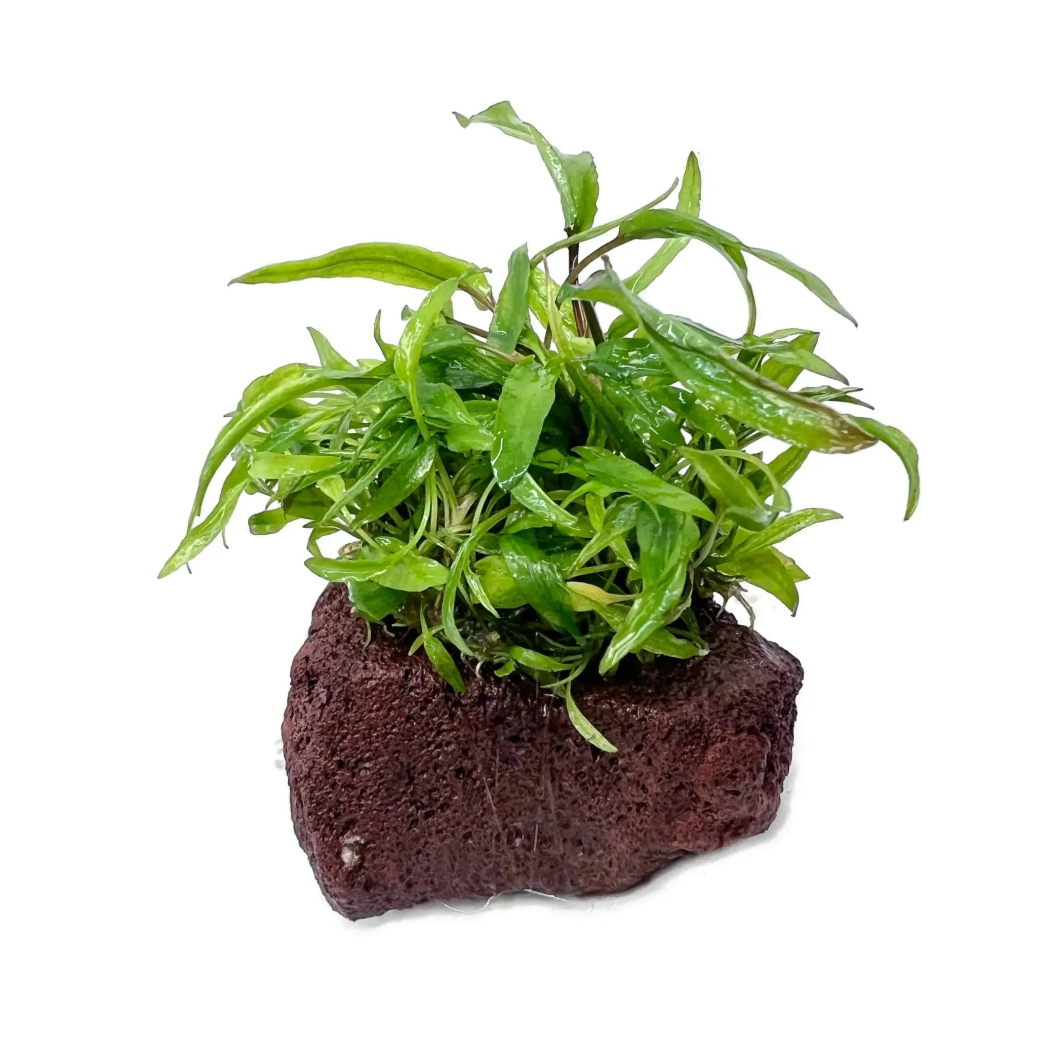 Cryptocoryne on Lava Rock - Mini Mixed