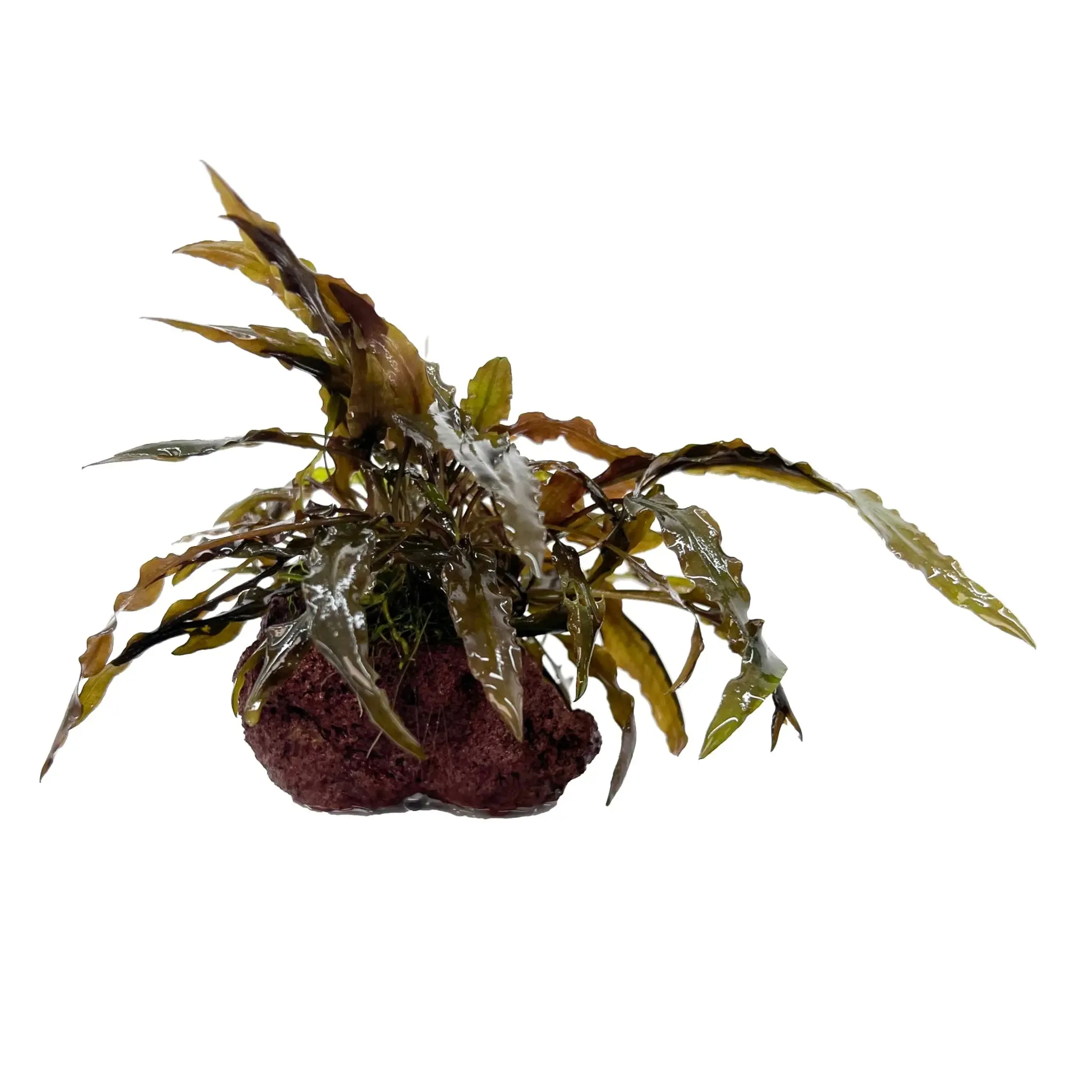 Cryptocoryne on Lava Rock - Mini Mixed